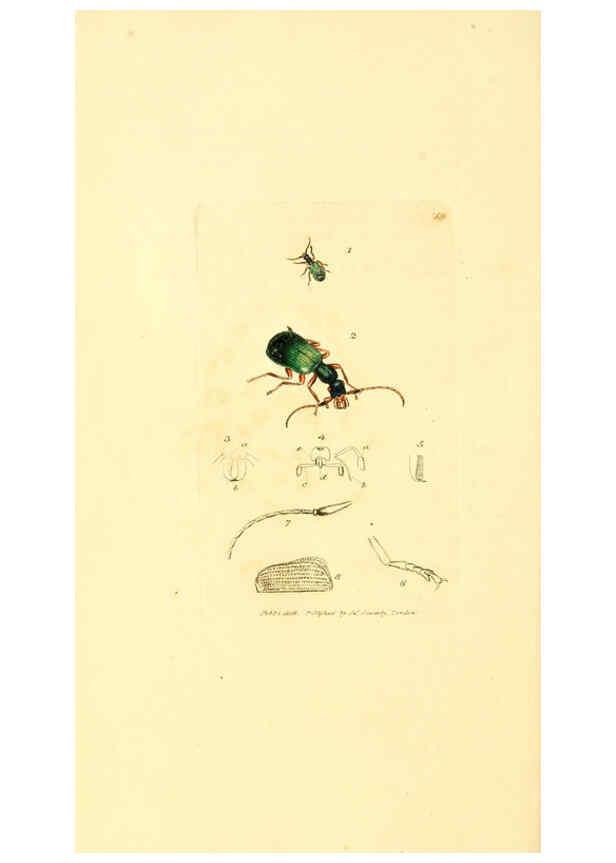 Reproducción/Reproduction 6008300217: The British miscellany London :Printed by R. Taylor & Co., and sold by the author, J. Sowerby by White, Johnson, Symonds, and all other booksellers,1806