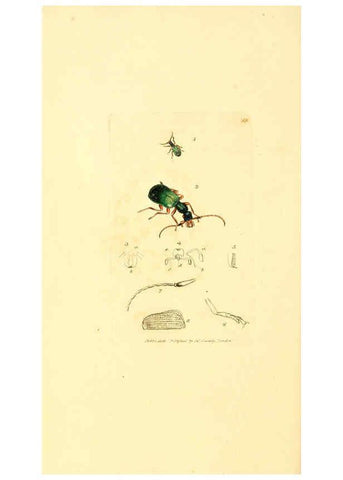 Reproducción/Reproduction 6008300217: The British miscellany London :Printed by R. Taylor & Co., and sold by the author, J. Sowerby by White, Johnson, Symonds, and all other booksellers,1806