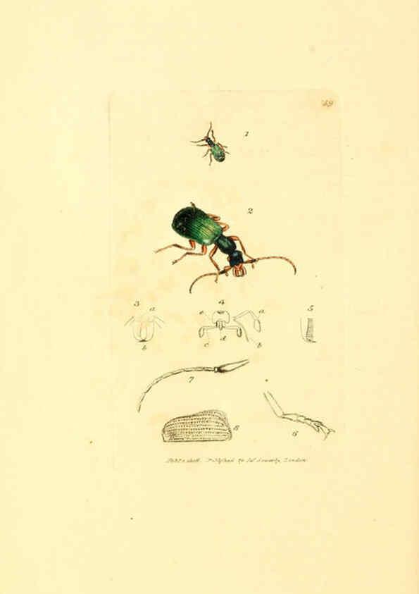 Reproducción/Reproduction 6008300217: The British miscellany London :Printed by R. Taylor & Co., and sold by the author, J. Sowerby by White, Johnson, Symonds, and all other booksellers,1806