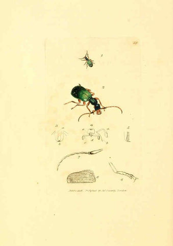 Reproducción/Reproduction 6008300217: The British miscellany London :Printed by R. Taylor & Co., and sold by the author, J. Sowerby by White, Johnson, Symonds, and all other booksellers,1806