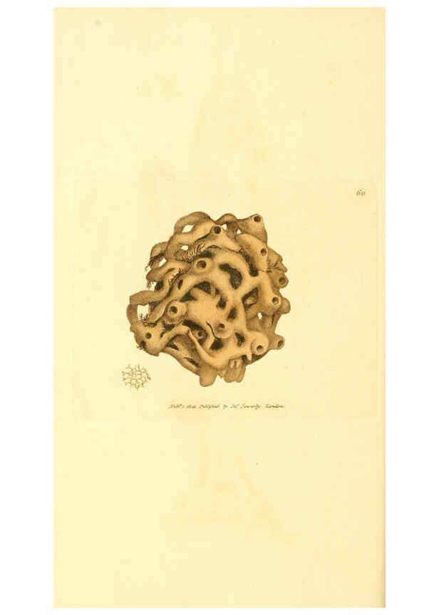 Reproducción/Reproduction 6008847966: The British miscellany London :Printed by R. Taylor & Co., and sold by the author, J. Sowerby by White, Johnson, Symonds, and all other booksellers,1806