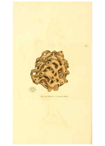Reproducción/Reproduction 6008847966: The British miscellany London :Printed by R. Taylor & Co., and sold by the author, J. Sowerby by White, Johnson, Symonds, and all other booksellers,1806