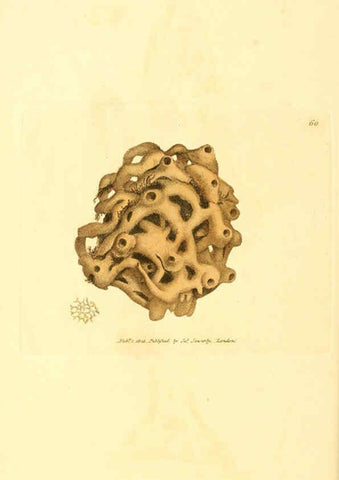 Reproducción/Reproduction 6008847966: The British miscellany London :Printed by R. Taylor & Co., and sold by the author, J. Sowerby by White, Johnson, Symonds, and all other booksellers,1806