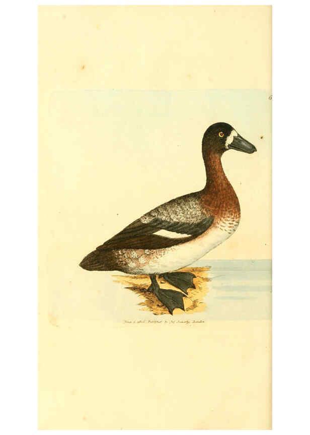 Reproducción/Reproduction 6008848456: The British miscellany London :Printed by R. Taylor & Co., and sold by the author, J. Sowerby by White, Johnson, Symonds, and all other booksellers,1806