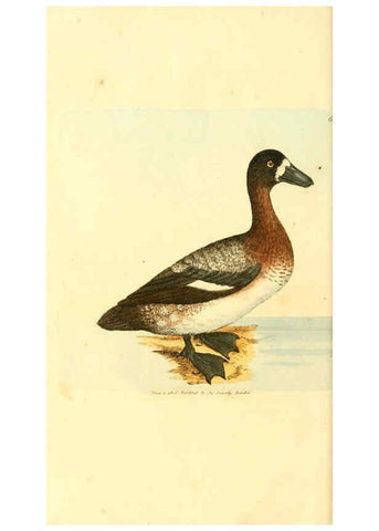 Reproducción/Reproduction 6008848456: The British miscellany London :Printed by R. Taylor & Co., and sold by the author, J. Sowerby by White, Johnson, Symonds, and all other booksellers,1806