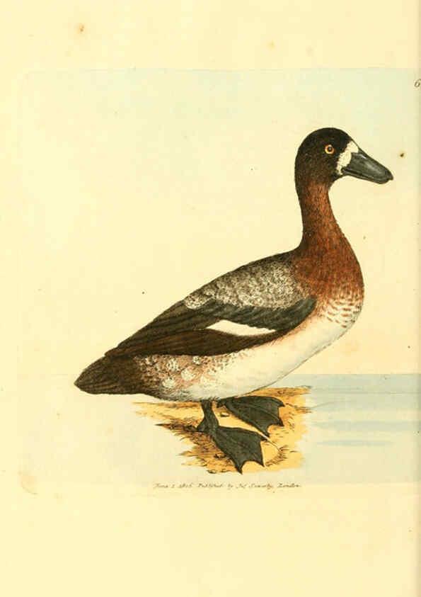 Reproducción/Reproduction 6008848456: The British miscellany London :Printed by R. Taylor & Co., and sold by the author, J. Sowerby by White, Johnson, Symonds, and all other booksellers,1806