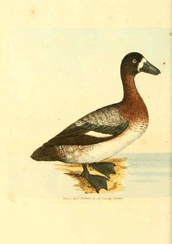 Reproducción/Reproduction 6008848456: The British miscellany London :Printed by R. Taylor & Co., and sold by the author, J. Sowerby by White, Johnson, Symonds, and all other booksellers,1806