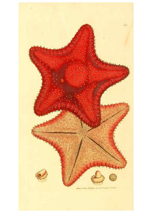 Reproducción/Reproduction 6008848802: The British miscellany London :Printed by R. Taylor & Co., and sold by the author, J. Sowerby by White, Johnson, Symonds, and all other booksellers,1806
