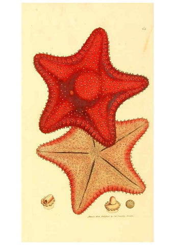 Reproducción/Reproduction 6008848802: The British miscellany London :Printed by R. Taylor & Co., and sold by the author, J. Sowerby by White, Johnson, Symonds, and all other booksellers,1806