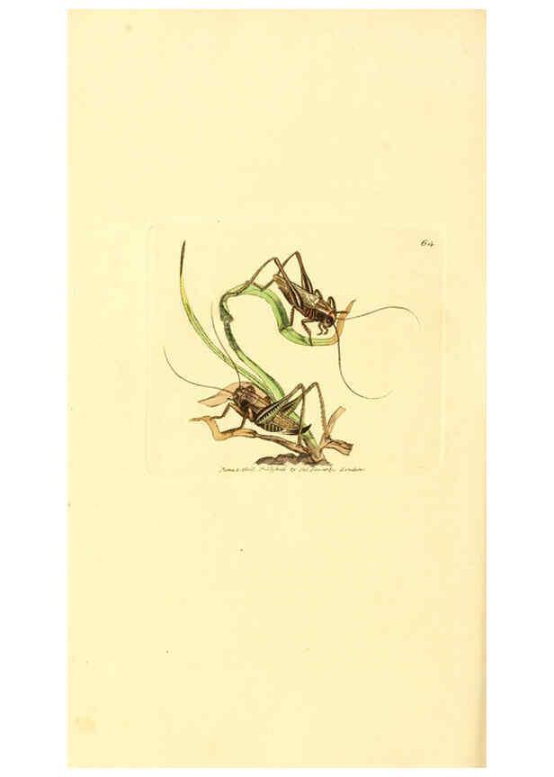 Reproducción/Reproduction 6008849144: The British miscellany London :Printed by R. Taylor & Co., and sold by the author, J. Sowerby by White, Johnson, Symonds, and all other booksellers,1806