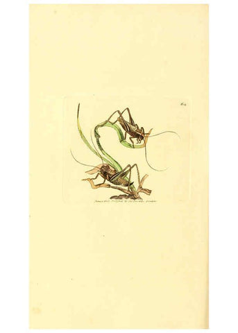 Reproducción/Reproduction 6008849144: The British miscellany London :Printed by R. Taylor & Co., and sold by the author, J. Sowerby by White, Johnson, Symonds, and all other booksellers,1806