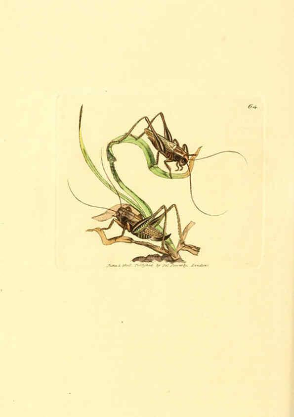 Reproducción/Reproduction 6008849144: The British miscellany London :Printed by R. Taylor & Co., and sold by the author, J. Sowerby by White, Johnson, Symonds, and all other booksellers,1806