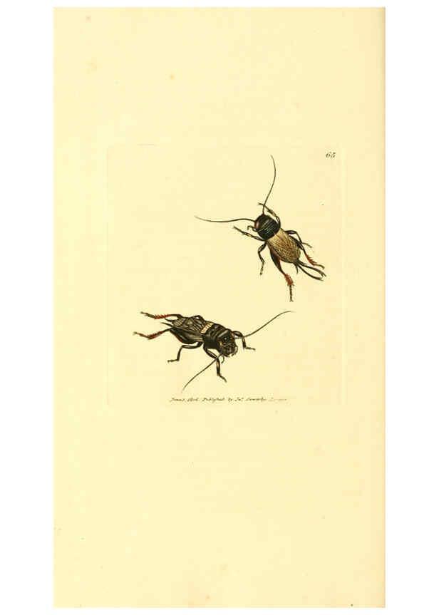 Reproducción/Reproduction 6008849380: The British miscellany London :Printed by R. Taylor & Co., and sold by the author, J. Sowerby by White, Johnson, Symonds, and all other booksellers,1806
