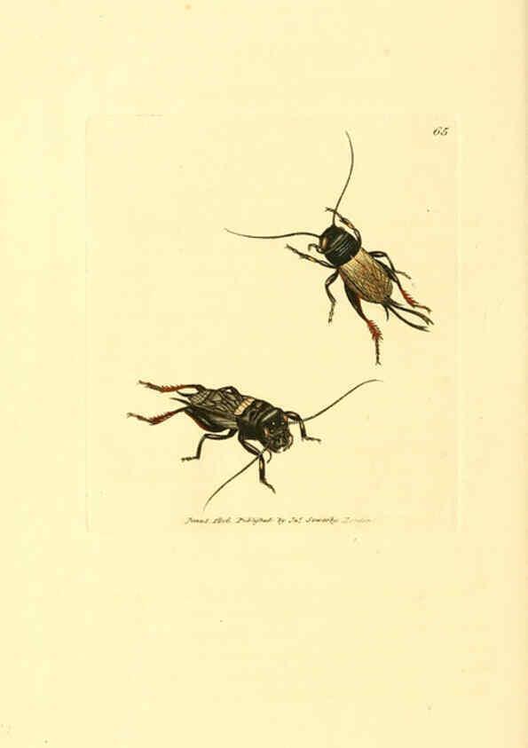 Reproducción/Reproduction 6008849380: The British miscellany London :Printed by R. Taylor & Co., and sold by the author, J. Sowerby by White, Johnson, Symonds, and all other booksellers,1806