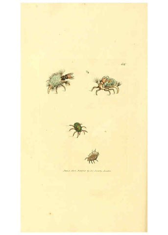 Reproducción/Reproduction 6008302069: The British miscellany London :Printed by R. Taylor & Co., and sold by the author, J. Sowerby by White, Johnson, Symonds, and all other booksellers,1806