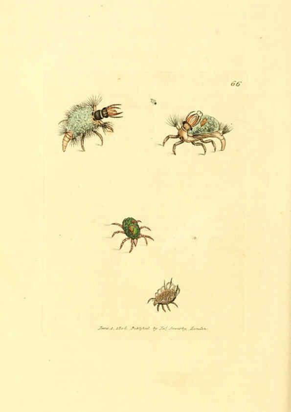 Reproducción/Reproduction 6008302069: The British miscellany London :Printed by R. Taylor & Co., and sold by the author, J. Sowerby by White, Johnson, Symonds, and all other booksellers,1806