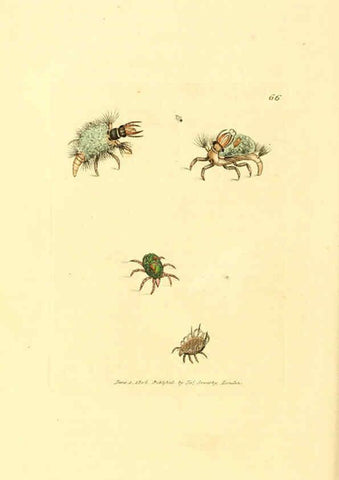 Reproducción/Reproduction 6008302069: The British miscellany London :Printed by R. Taylor & Co., and sold by the author, J. Sowerby by White, Johnson, Symonds, and all other booksellers,1806