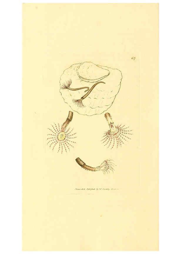 Reproducción/Reproduction 6008849980: The British miscellany London :Printed by R. Taylor & Co., and sold by the author, J. Sowerby by White, Johnson, Symonds, and all other booksellers,1806
