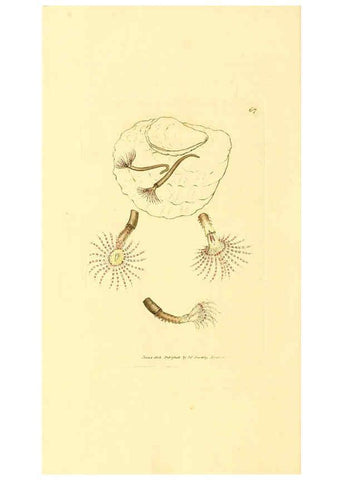 Reproducción/Reproduction 6008849980: The British miscellany London :Printed by R. Taylor & Co., and sold by the author, J. Sowerby by White, Johnson, Symonds, and all other booksellers,1806