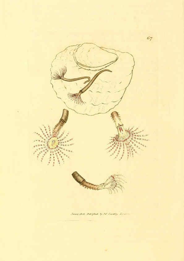 Reproducción/Reproduction 6008849980: The British miscellany London :Printed by R. Taylor & Co., and sold by the author, J. Sowerby by White, Johnson, Symonds, and all other booksellers,1806