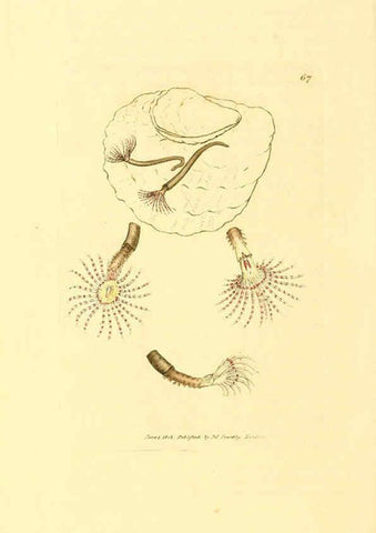 Reproducción/Reproduction 6008849980: The British miscellany London :Printed by R. Taylor & Co., and sold by the author, J. Sowerby by White, Johnson, Symonds, and all other booksellers,1806