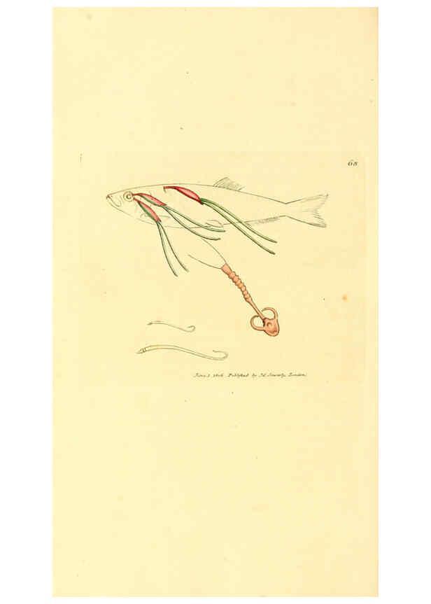 Reproducción/Reproduction 6008850318: The British miscellany London :Printed by R. Taylor & Co., and sold by the author, J. Sowerby by White, Johnson, Symonds, and all other booksellers,1806