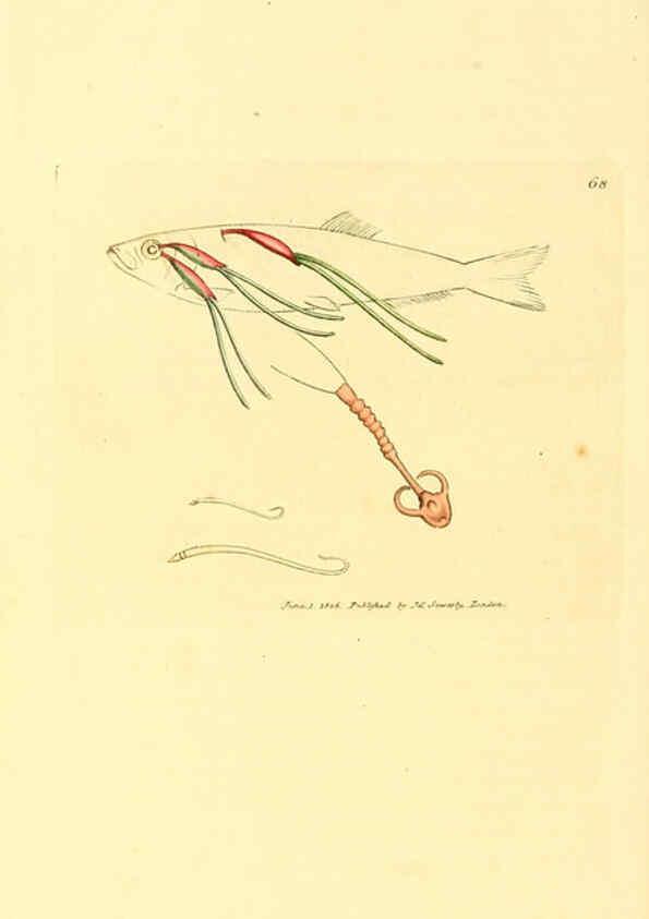Reproducción/Reproduction 6008850318: The British miscellany London :Printed by R. Taylor & Co., and sold by the author, J. Sowerby by White, Johnson, Symonds, and all other booksellers,1806