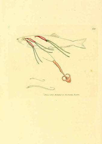 Reproducción/Reproduction 6008850318: The British miscellany London :Printed by R. Taylor & Co., and sold by the author, J. Sowerby by White, Johnson, Symonds, and all other booksellers,1806