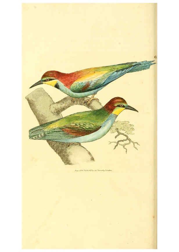 Reproducción/Reproduction 6008850562: The British miscellany London :Printed by R. Taylor & Co., and sold by the author, J. Sowerby by White, Johnson, Symonds, and all other booksellers,1806