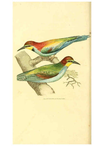Reproducción/Reproduction 6008850562: The British miscellany London :Printed by R. Taylor & Co., and sold by the author, J. Sowerby by White, Johnson, Symonds, and all other booksellers,1806