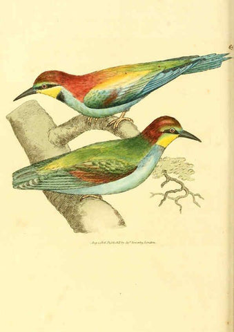 Reproducción/Reproduction 6008850562: The British miscellany London :Printed by R. Taylor & Co., and sold by the author, J. Sowerby by White, Johnson, Symonds, and all other booksellers,1806