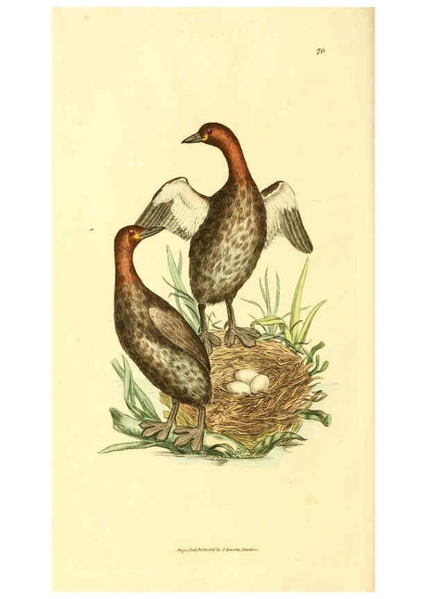 Reproducción/Reproduction 6008303191: The British miscellany London :Printed by R. Taylor & Co., and sold by the author, J. Sowerby by White, Johnson, Symonds, and all other booksellers,1806