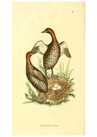 Reproducción/Reproduction 6008303191: The British miscellany London :Printed by R. Taylor & Co., and sold by the author, J. Sowerby by White, Johnson, Symonds, and all other booksellers,1806