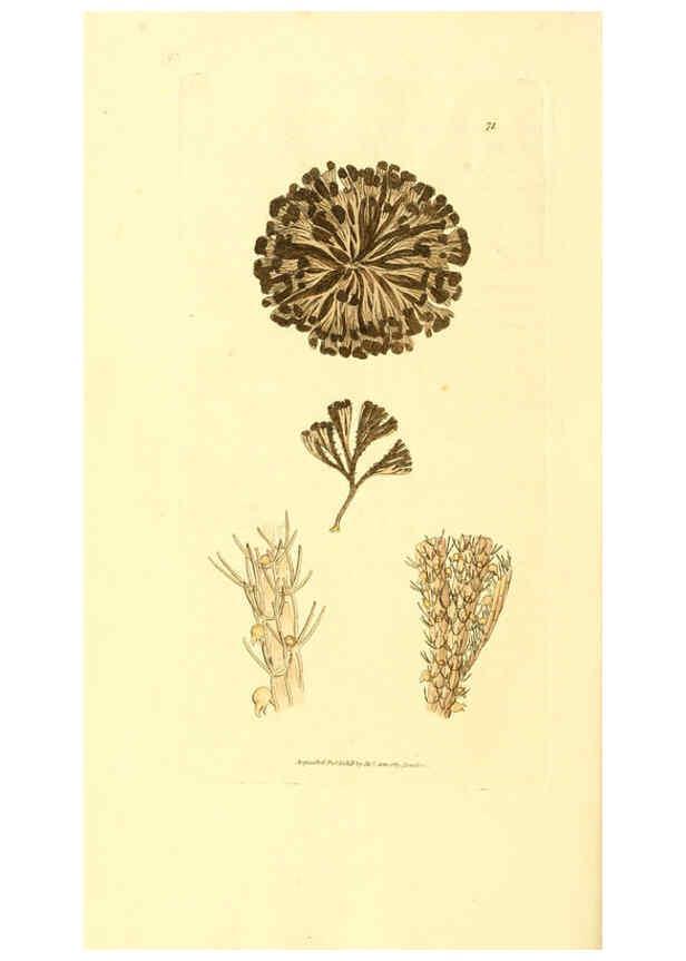 Reproducción/Reproduction 6008303549: The British miscellany London :Printed by R. Taylor & Co., and sold by the author, J. Sowerby by White, Johnson, Symonds, and all other booksellers,1806