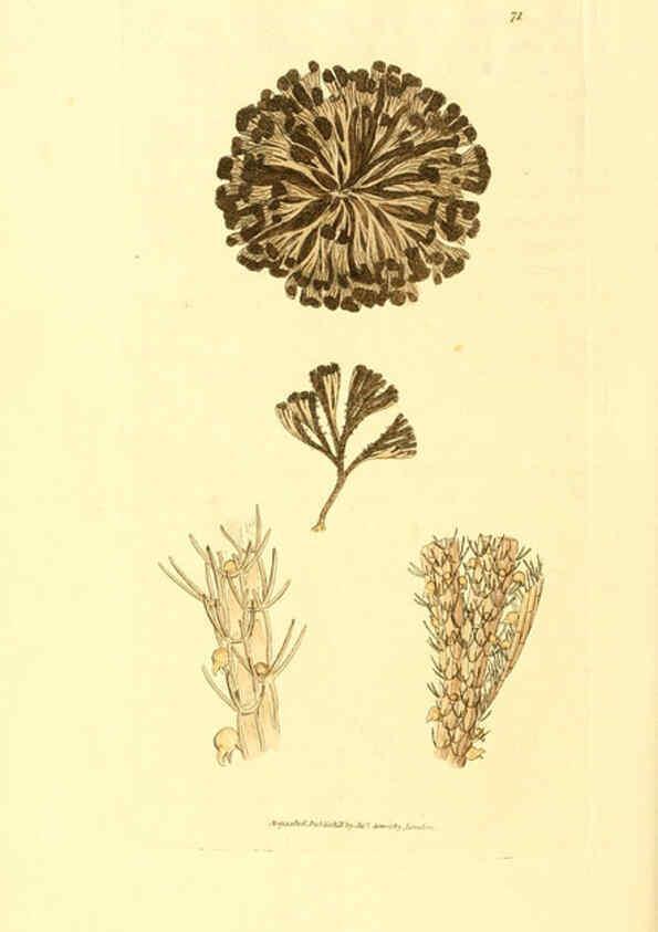 Reproducción/Reproduction 6008303549: The British miscellany London :Printed by R. Taylor & Co., and sold by the author, J. Sowerby by White, Johnson, Symonds, and all other booksellers,1806