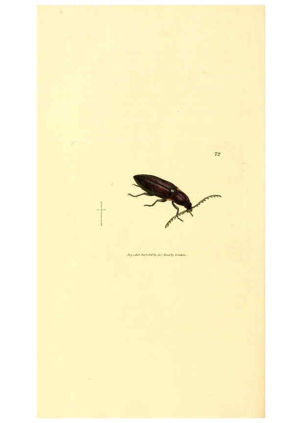 Reproducción/Reproduction 6008851466: The British miscellany London :Printed by R. Taylor & Co., and sold by the author, J. Sowerby by White, Johnson, Symonds, and all other booksellers,1806
