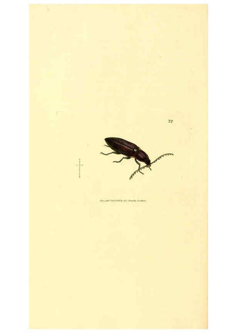 Reproducción/Reproduction 6008851466: The British miscellany London :Printed by R. Taylor & Co., and sold by the author, J. Sowerby by White, Johnson, Symonds, and all other booksellers,1806