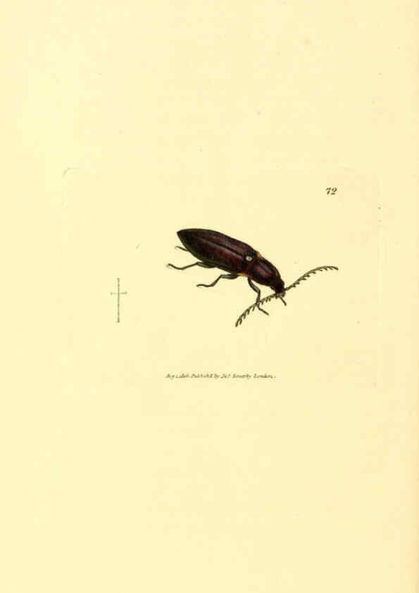 Reproducción/Reproduction 6008851466: The British miscellany London :Printed by R. Taylor & Co., and sold by the author, J. Sowerby by White, Johnson, Symonds, and all other booksellers,1806