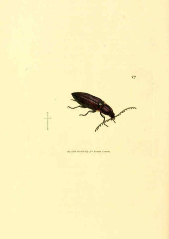 Reproducción/Reproduction 6008851466: The British miscellany London :Printed by R. Taylor & Co., and sold by the author, J. Sowerby by White, Johnson, Symonds, and all other booksellers,1806