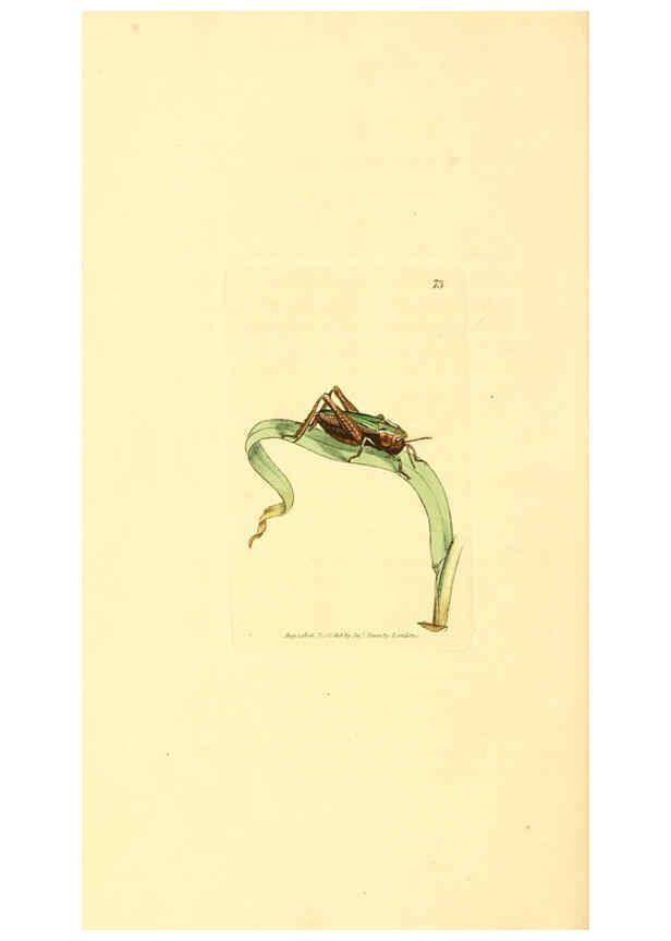 Reproducción/Reproduction 6008851640: The British miscellany London :Printed by R. Taylor & Co., and sold by the author, J. Sowerby by White, Johnson, Symonds, and all other booksellers,1806