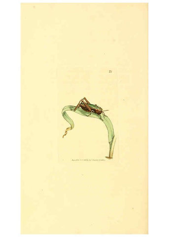 Reproducción/Reproduction 6008851640: The British miscellany London :Printed by R. Taylor & Co., and sold by the author, J. Sowerby by White, Johnson, Symonds, and all other booksellers,1806