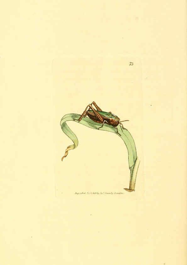 Reproducción/Reproduction 6008851640: The British miscellany London :Printed by R. Taylor & Co., and sold by the author, J. Sowerby by White, Johnson, Symonds, and all other booksellers,1806