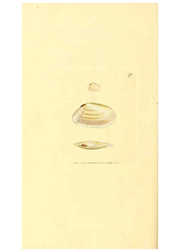 Reproducción/Reproduction 6008852068: The British miscellany London :Printed by R. Taylor & Co., and sold by the author, J. Sowerby by White, Johnson, Symonds, and all other booksellers,1806