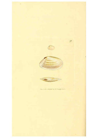 Reproducción/Reproduction 6008852068: The British miscellany London :Printed by R. Taylor & Co., and sold by the author, J. Sowerby by White, Johnson, Symonds, and all other booksellers,1806