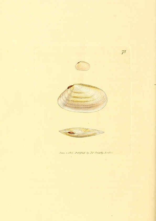 Reproducción/Reproduction 6008852068: The British miscellany London :Printed by R. Taylor & Co., and sold by the author, J. Sowerby by White, Johnson, Symonds, and all other booksellers,1806