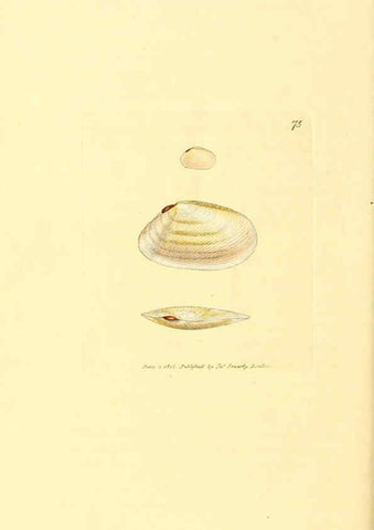 Reproducción/Reproduction 6008852068: The British miscellany London :Printed by R. Taylor & Co., and sold by the author, J. Sowerby by White, Johnson, Symonds, and all other booksellers,1806