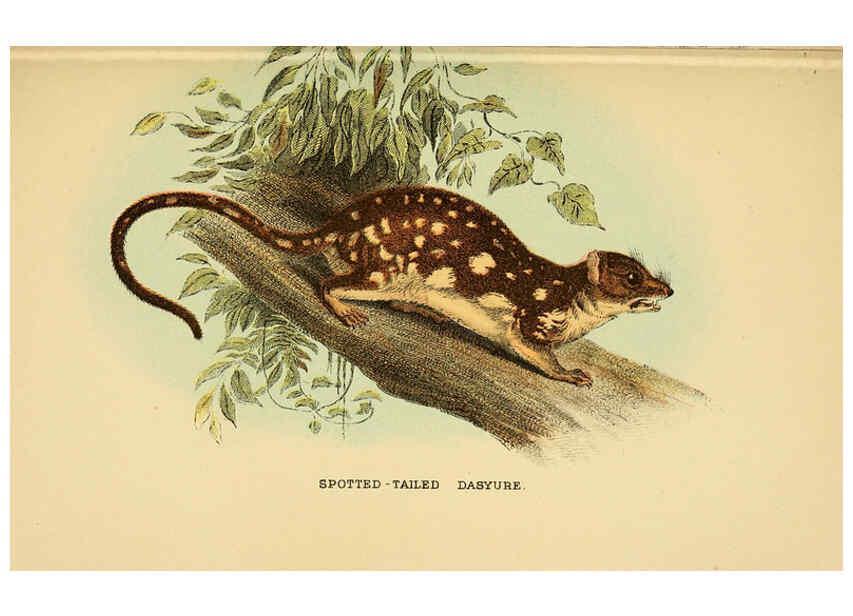 Reproducción/Reproduction 6008902886: A hand-book to the marsupialia and monotremata London :E. Lloyd,1896