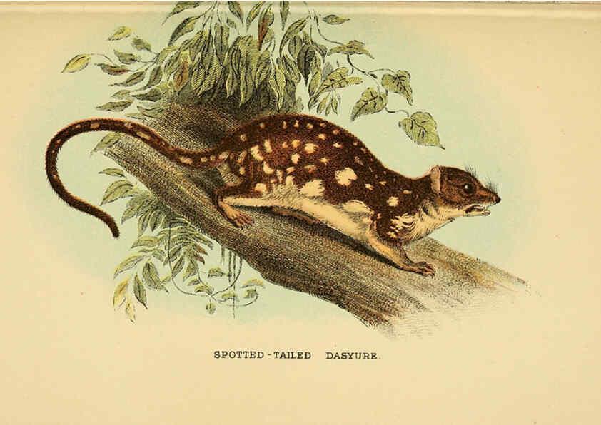 Reproducción/Reproduction 6008902886: A hand-book to the marsupialia and monotremata London :E. Lloyd,1896
