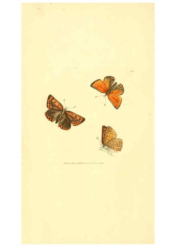Reproducción/Reproduction 6008286991: The British miscellany London :Printed by R. Taylor & Co., and sold by the author, J. Sowerby by White, Johnson, Symonds, and all other booksellers,1806