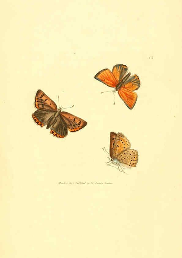Reproducción/Reproduction 6008286991: The British miscellany London :Printed by R. Taylor & Co., and sold by the author, J. Sowerby by White, Johnson, Symonds, and all other booksellers,1806
